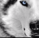 wolfnick 的頭像