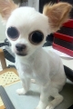 snoopy1007 的頭像