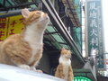 coppkk 的頭像